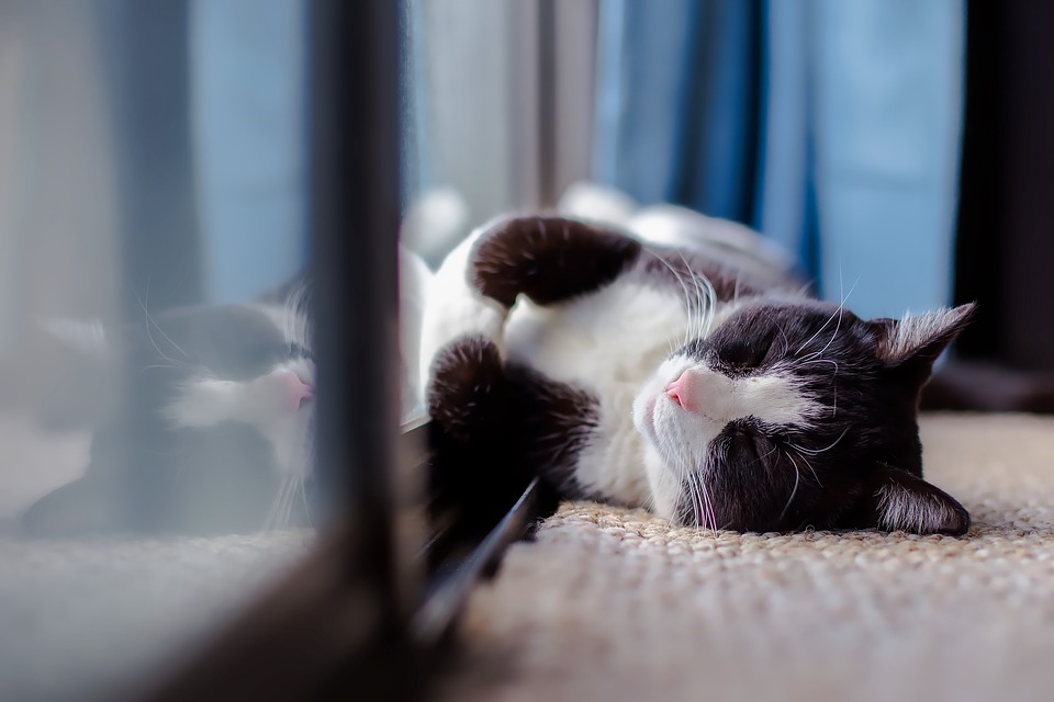 A cat on a carpet